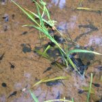 black tadpoles-