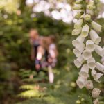 White foxglove flowers, on one of our paths in the woods